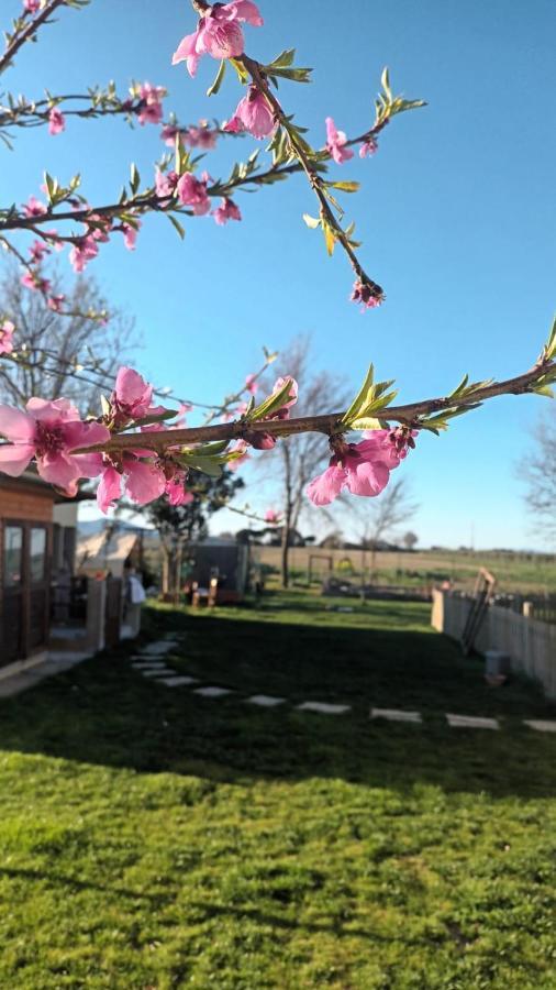 Podere 660 Appartamento Il Giuggiolo Marrucheto Zewnętrze zdjęcie